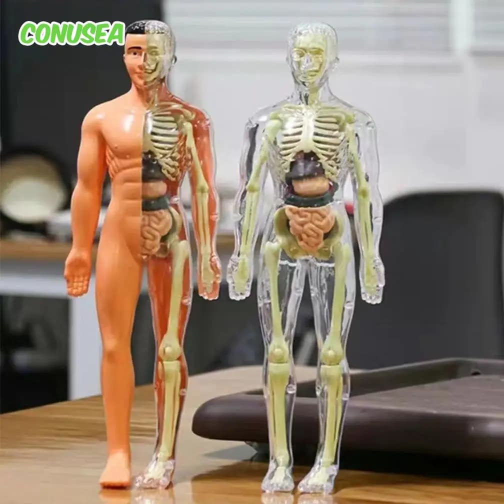 Human Anatomy Model 3D Montessori Puzzle Mannequinchildren's Learning Organs Toys Educational Body Learning Tools Stem Toys